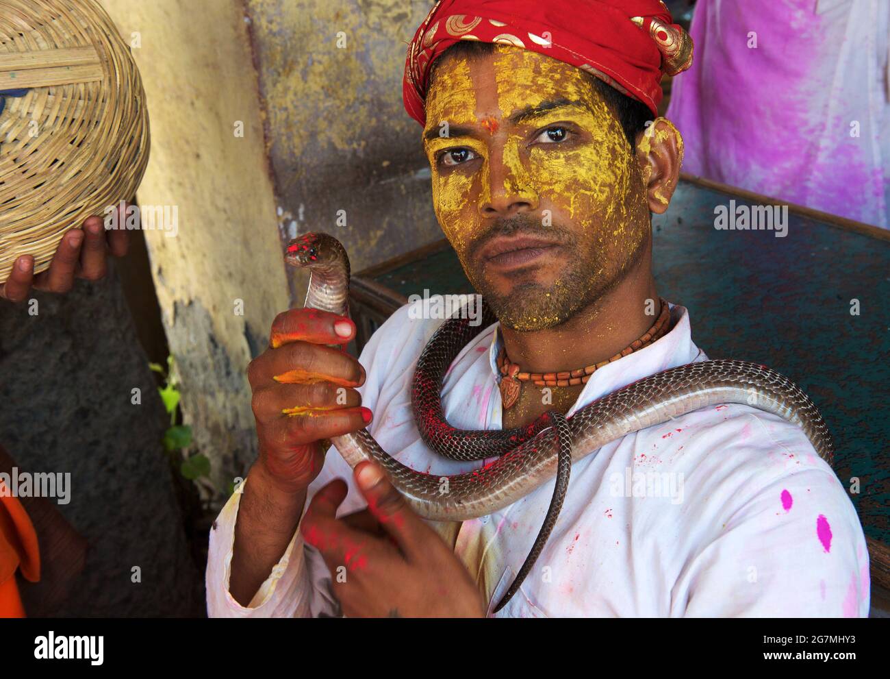 A priest of the Krishna Temple of Shriji, during Lathmar Holi, plays with a snake charmer freind's snake and blesses it with pink powder for Holi. The Stock Photo