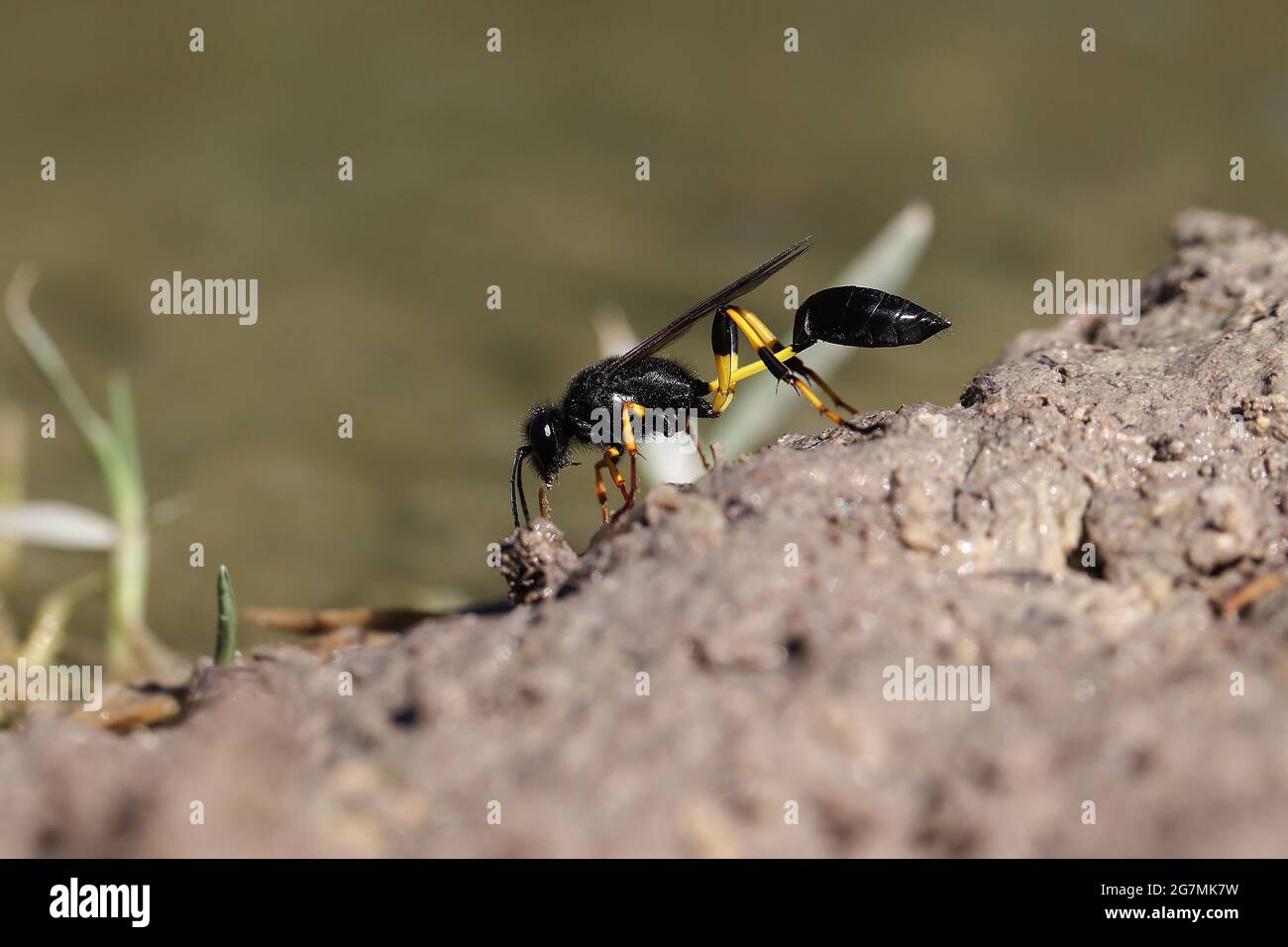 Mud dauber wasp Sceliphron spirifex, Malta, Mediterranea Stock Photo