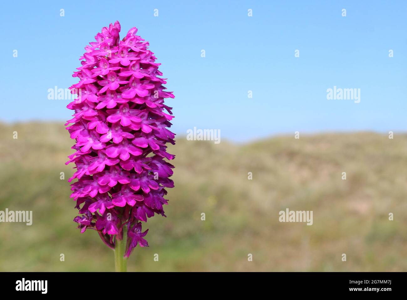 Pyramidal Orchid Anacamptis pyramidalis Sefton Coast UK Stock Photo