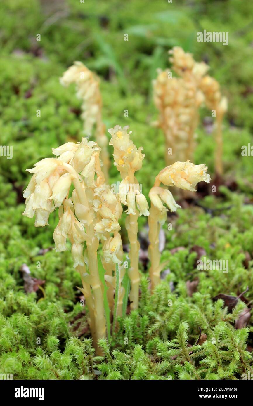 Yellow Bird's-Nest (Hypopitys monotropa) (formerly Monotropa hypopitys) Stock Photo