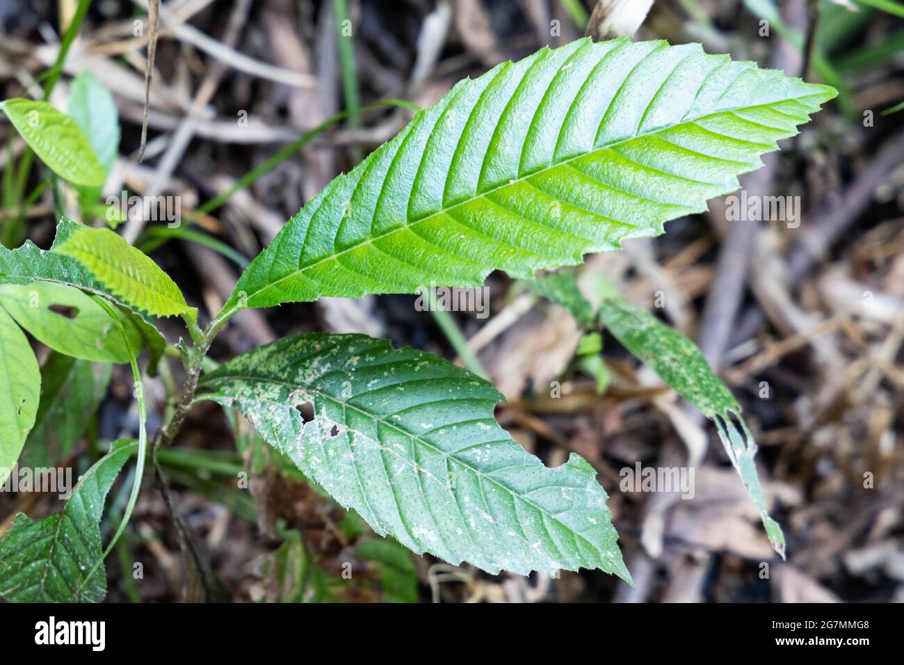 Sandpaper leaf is widely used as a natural sandpaper and as a valuable