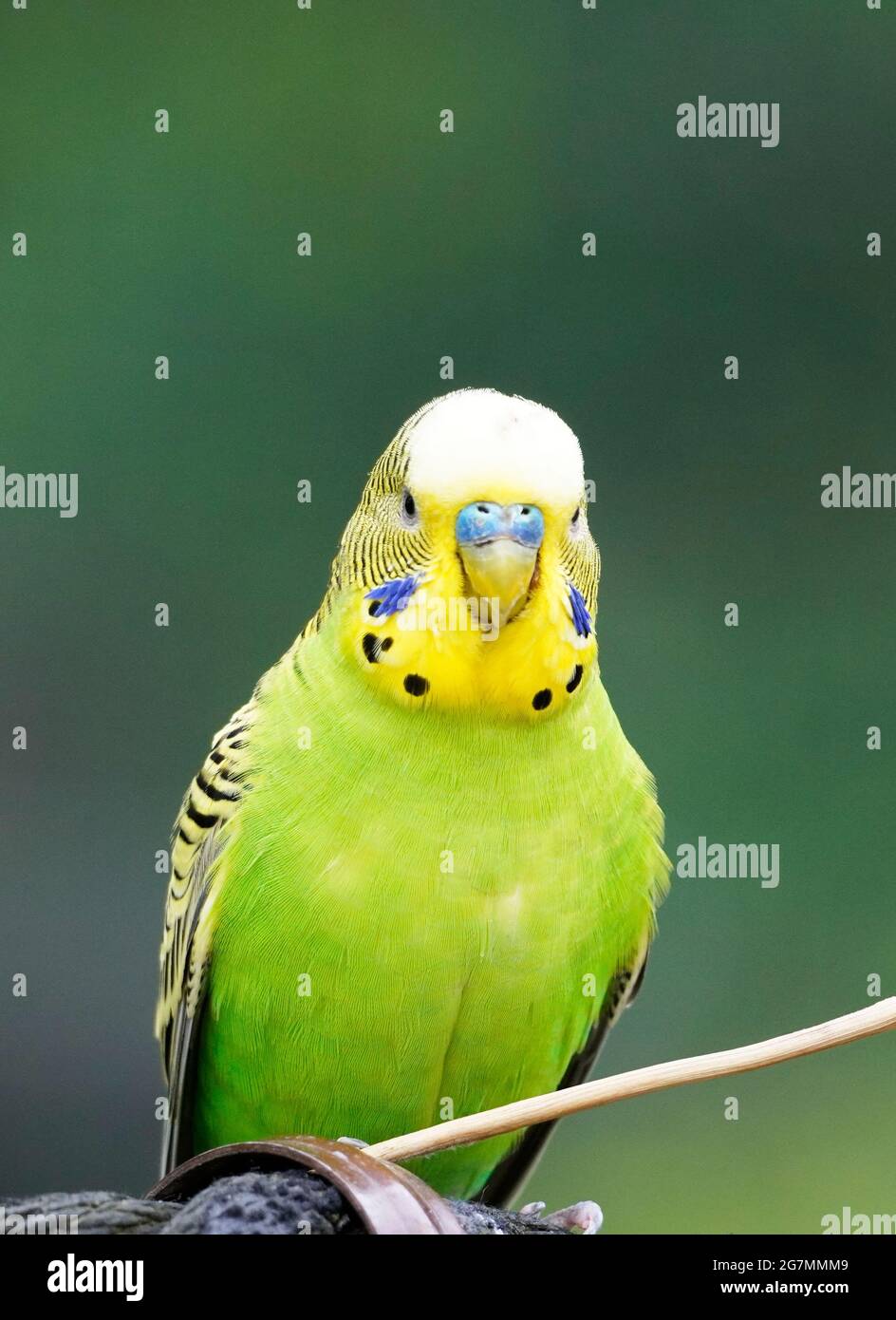 Green Bird Yellow Blue Labet Bird Stock Illustration 2233649253