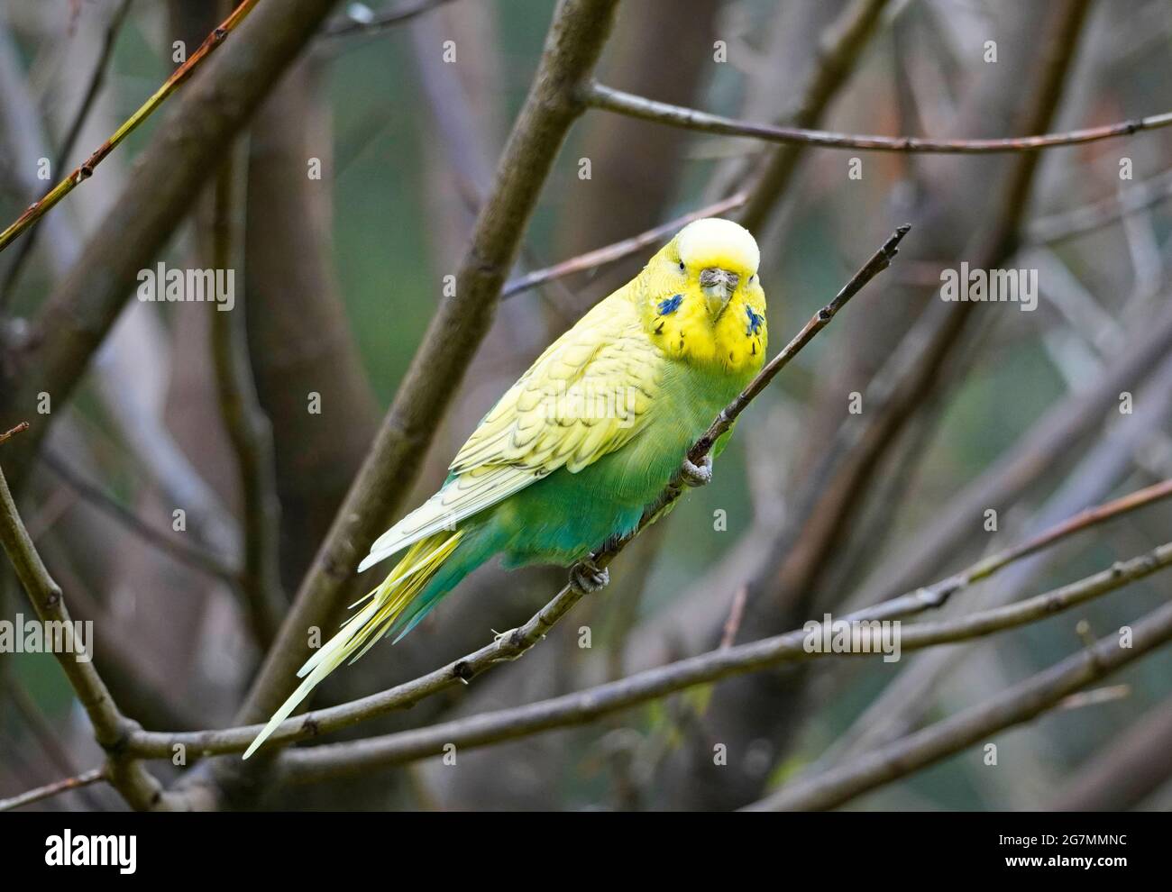 Green and yellow budgie hires stock photography and images Alamy