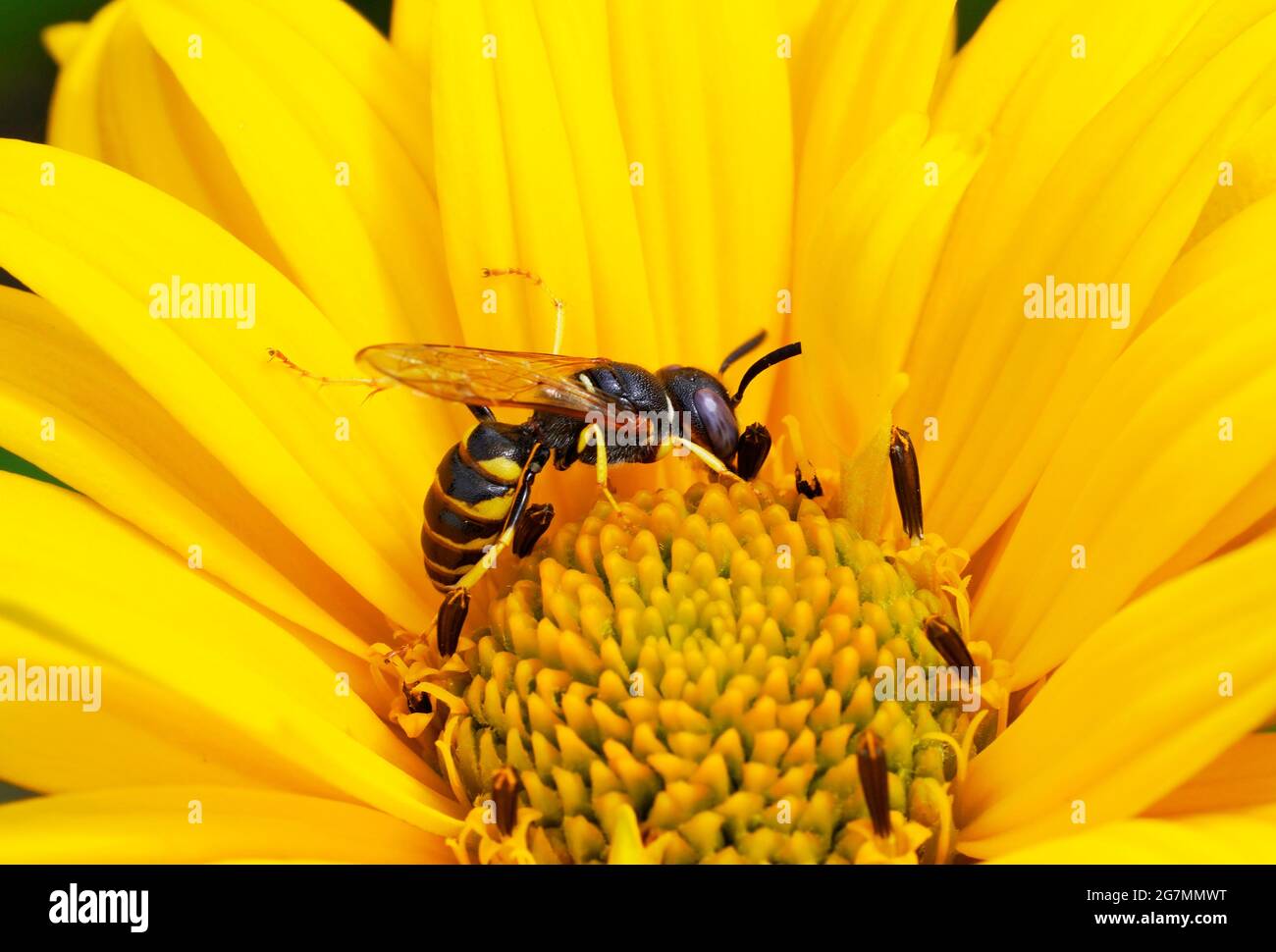 A wasp collects nectar on a yellow flower. Insect close up in a natural setting. Stock Photo
