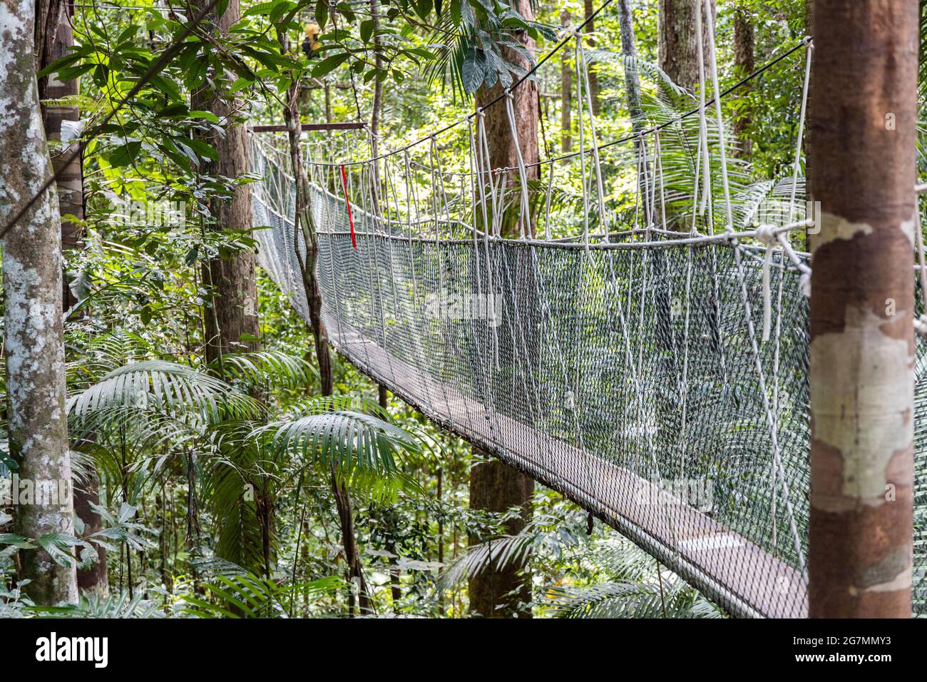 Canopy walk within Taman Negara National Park rainforest is popular eco  tourism activity Stock Photo - Alamy