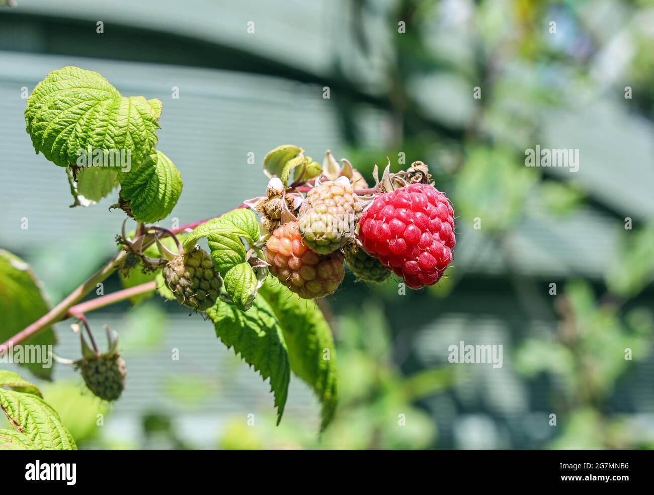 Raspberry plant with the fruit in various stages of ripeness from red