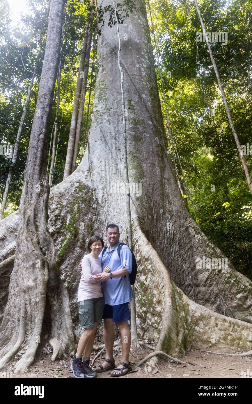 Tul Ang Tree Koompassia excelsa hi-res stock photography and images - Alamy