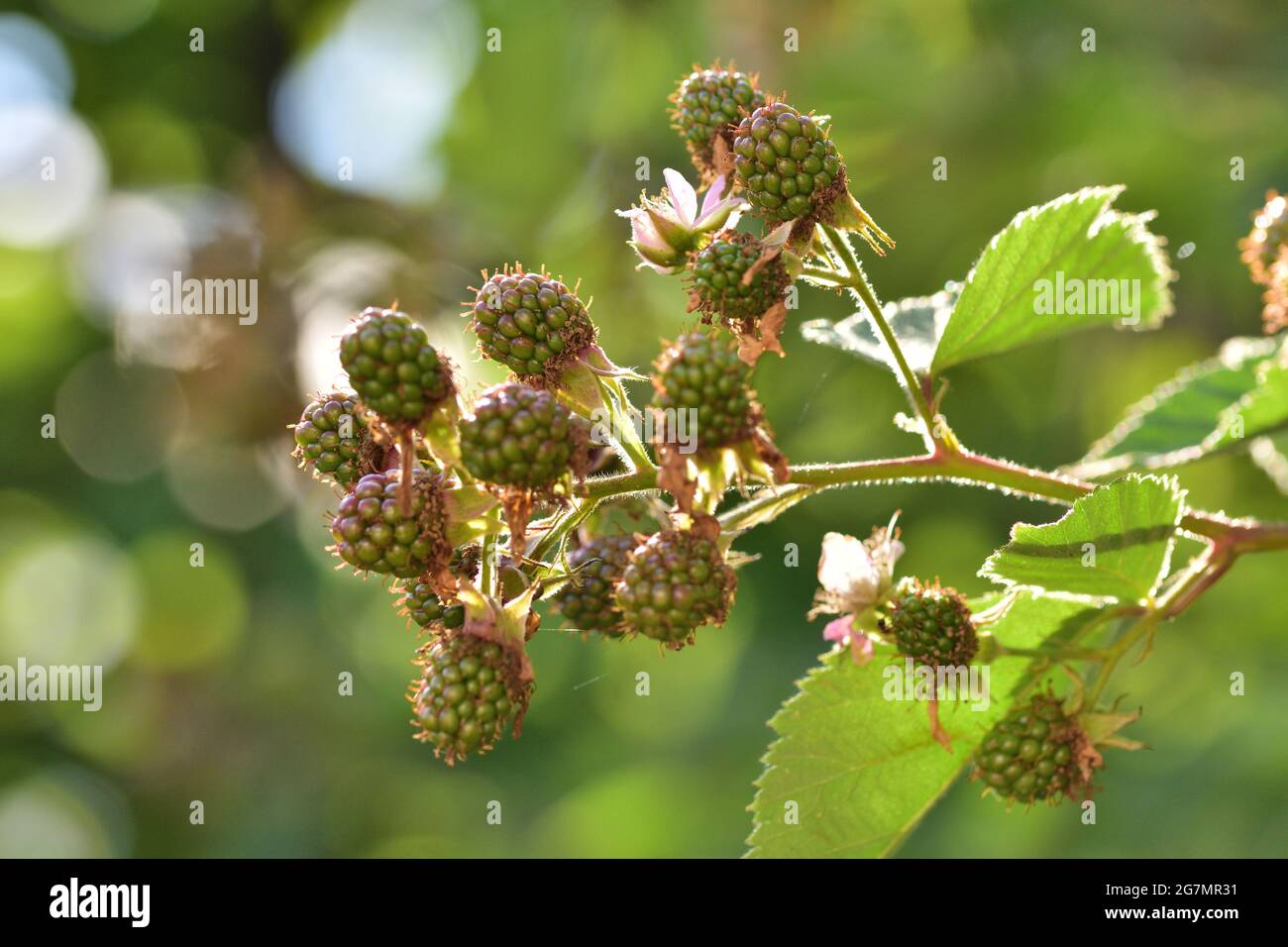 Under Ripe Blackerry Blackberry bush unripe berries hi-res stock photography and images - Alamy