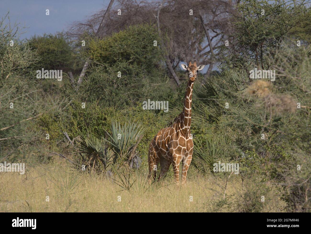 young lone reticulated giraffe standing alert and looking at camera in the wild Meru National Park, Kenya Stock Photo