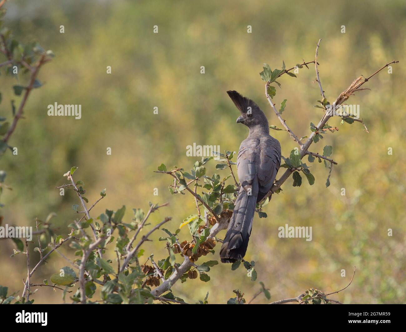 grey go-away bird perched on branch in wild Meru National Park, Kenya Stock Photo