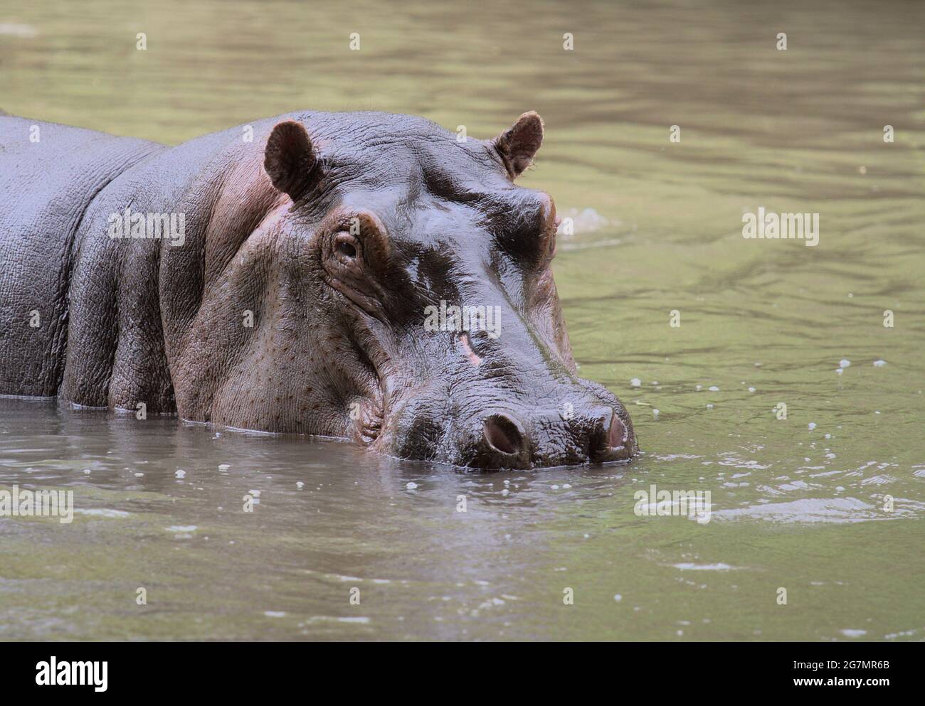hippo looking alert at camera in river water with head showing head in wild Meru Natiional Park, Kenya Stock Photo