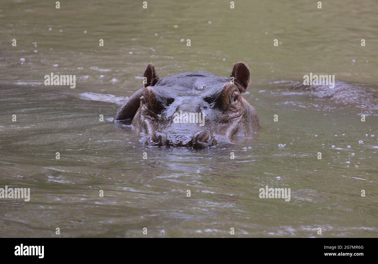 hippo partially submerged and swimming in river looking directly and alert at camera in wild Meru National Park, Kenya Stock Photo