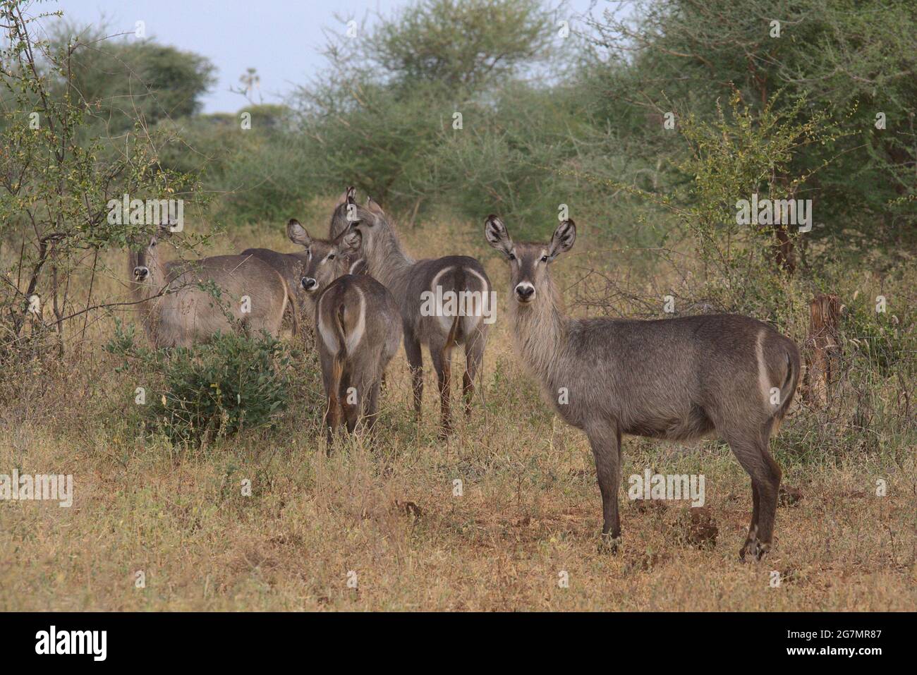herd of female waterbuck standing alert and looking back in the wild grass of Meru National Park, Kenya Stock Photo