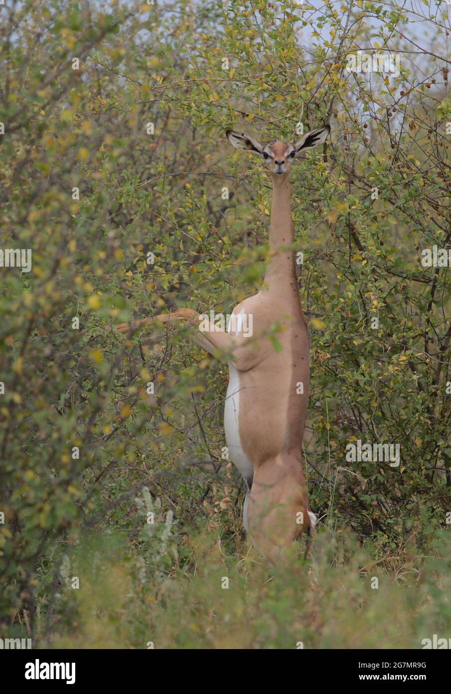 portrait of gerenuk standing erect on hind legs looking at camera and eating leaves off wild bush in Meru National Park, Kenya Stock Photo