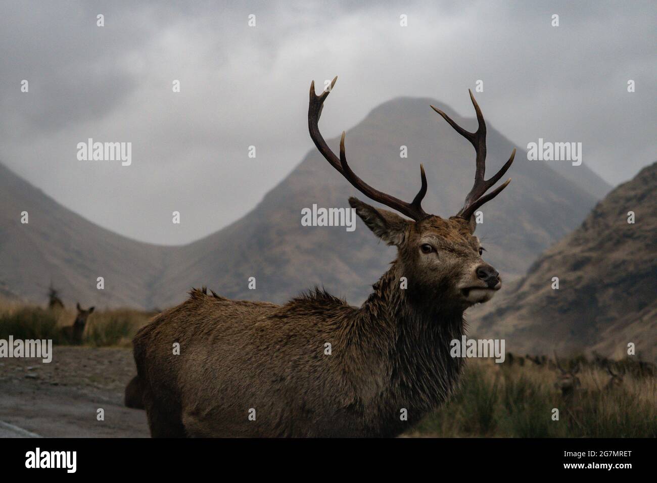 Majestic Deer in Scottish Highlands Stock Photo