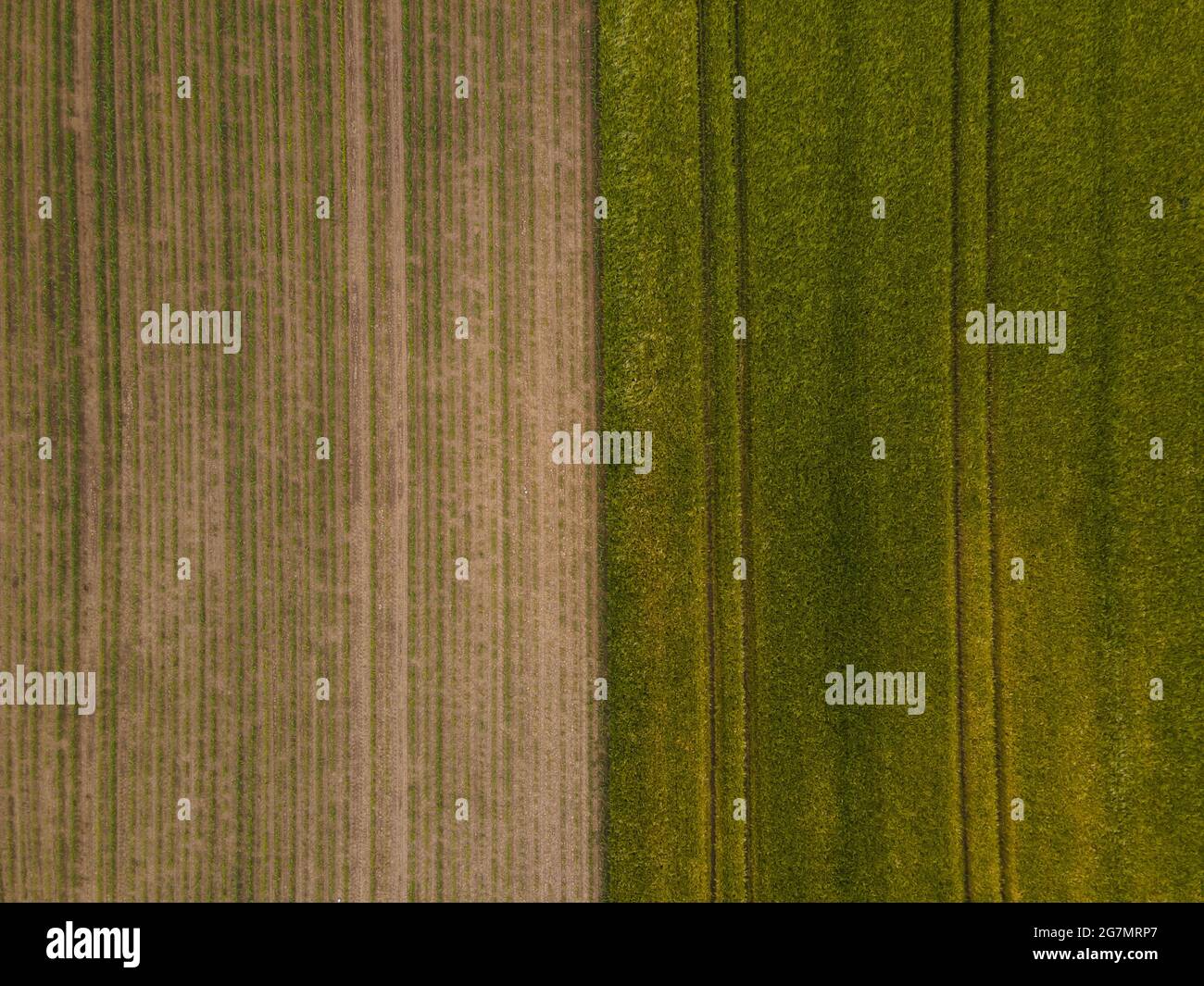 Aerial view of green agricultural field Stock Photo - Alamy