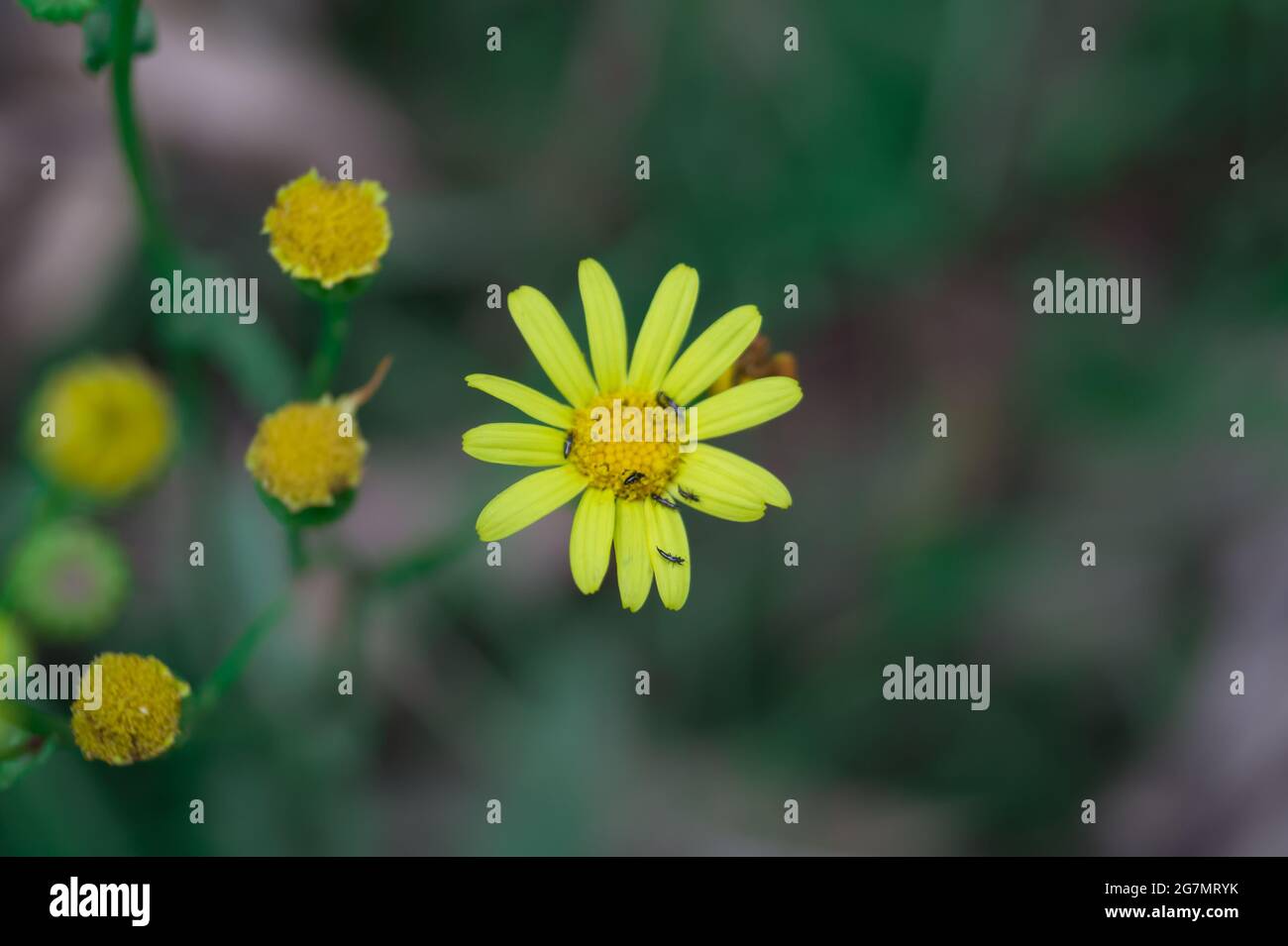 Insects on yellow chamomile on a blurred background Stock Photo - Alamy
