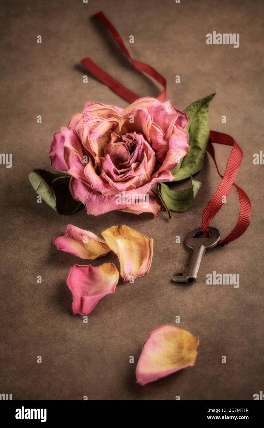 Pink wilted rose with small key on red ribbon Stock Photo