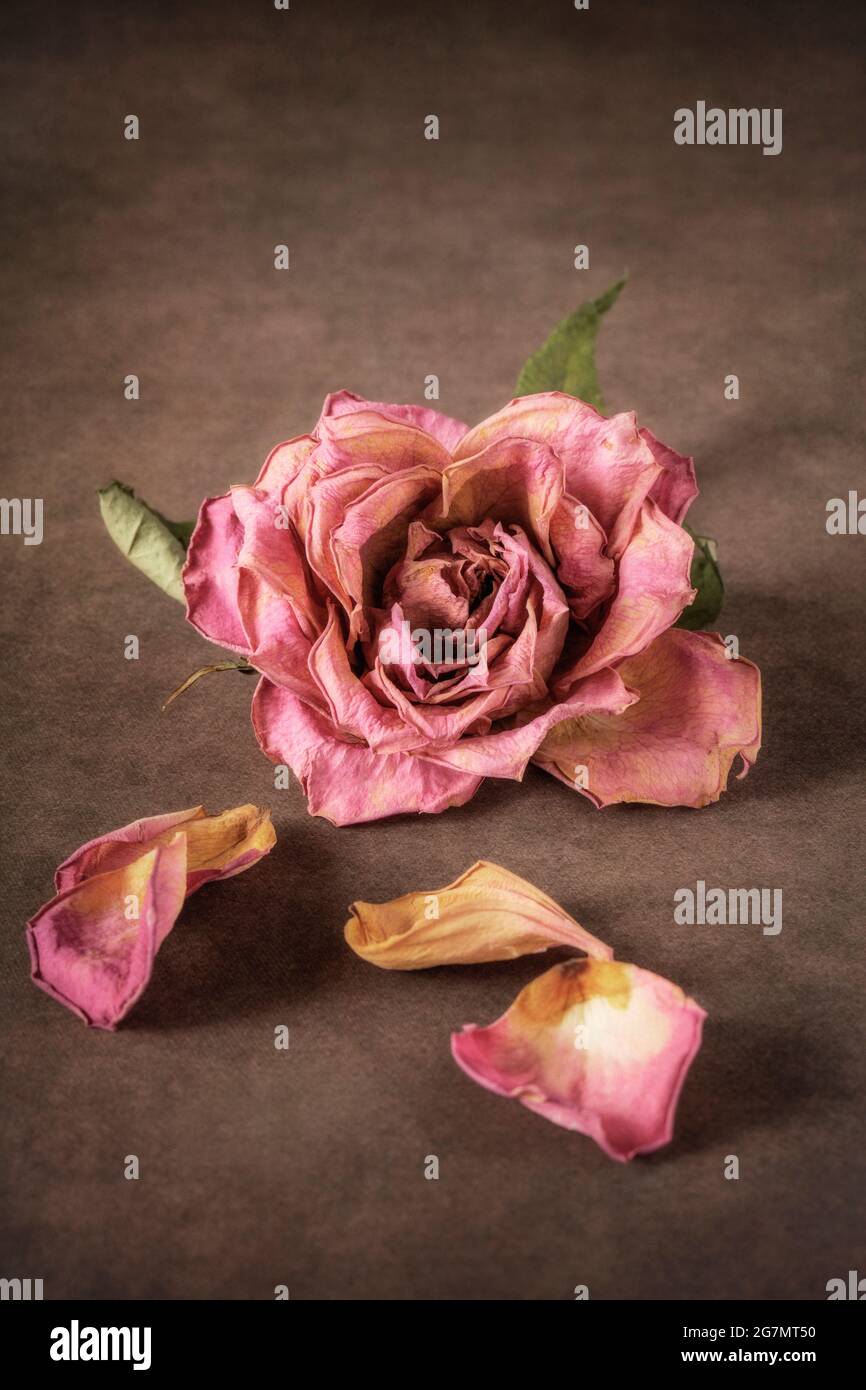 Dried pink rose on brown textured background Stock Photo