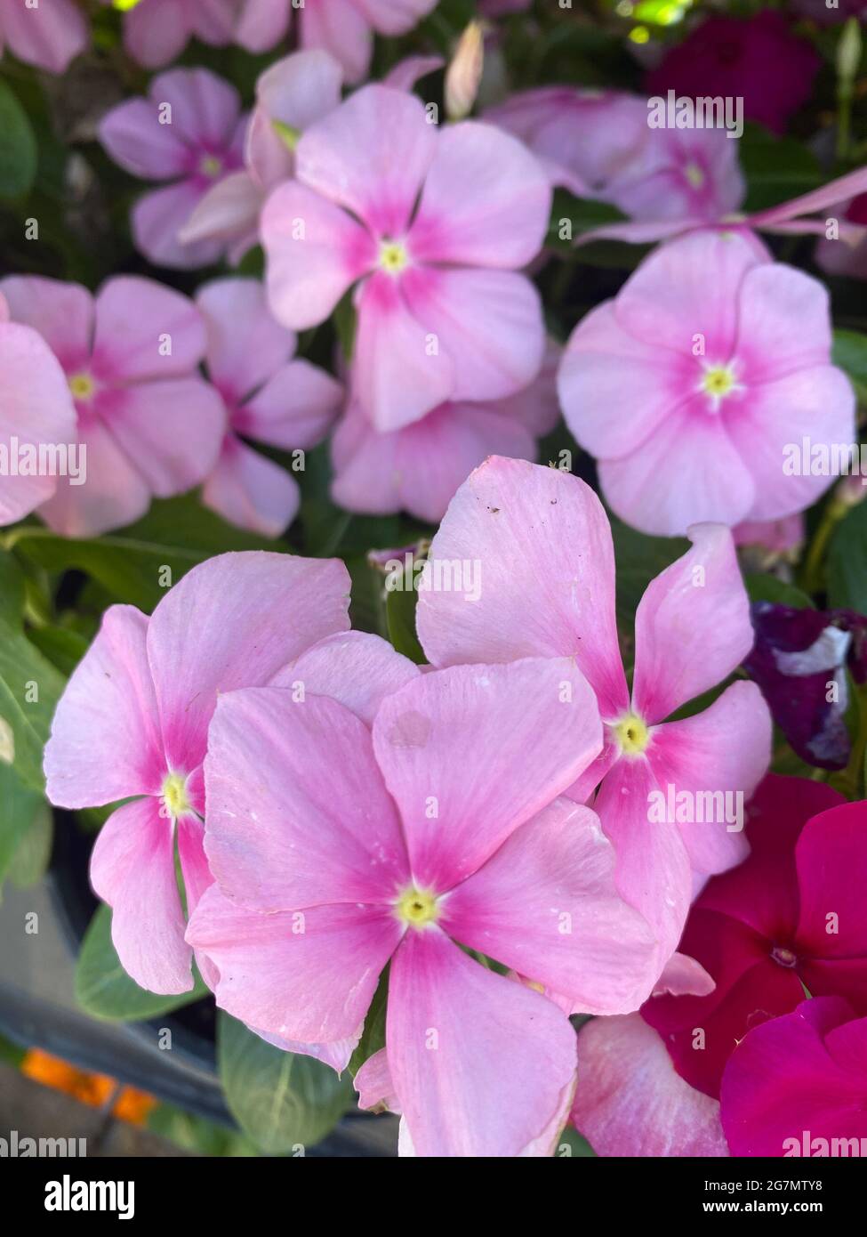Impatiens walleriana, also known as busy Lizzie, balsam, sultana, or simply impatiens, is a species of the genus Impatiens, native to eastern Africa from Kenya to Mozambique. Stock Photo