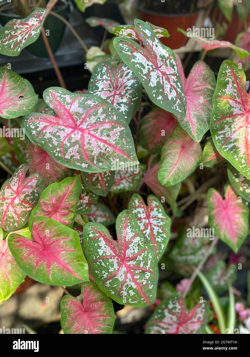 Caladium, a tropical South American plant of the arum family, which is cultivated for its brilliantly colored ornamental foliage.Caladium /kəˈleɪdiəm/[2] is a genus of flowering plants in the family Araceae. They are often known by the common name elephant ear . Stock Photo
