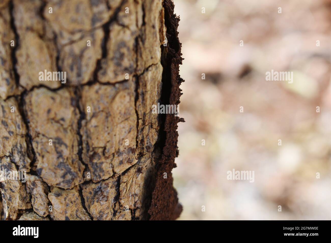 Closeup shot old tree hi-res stock photography and images - Alamy