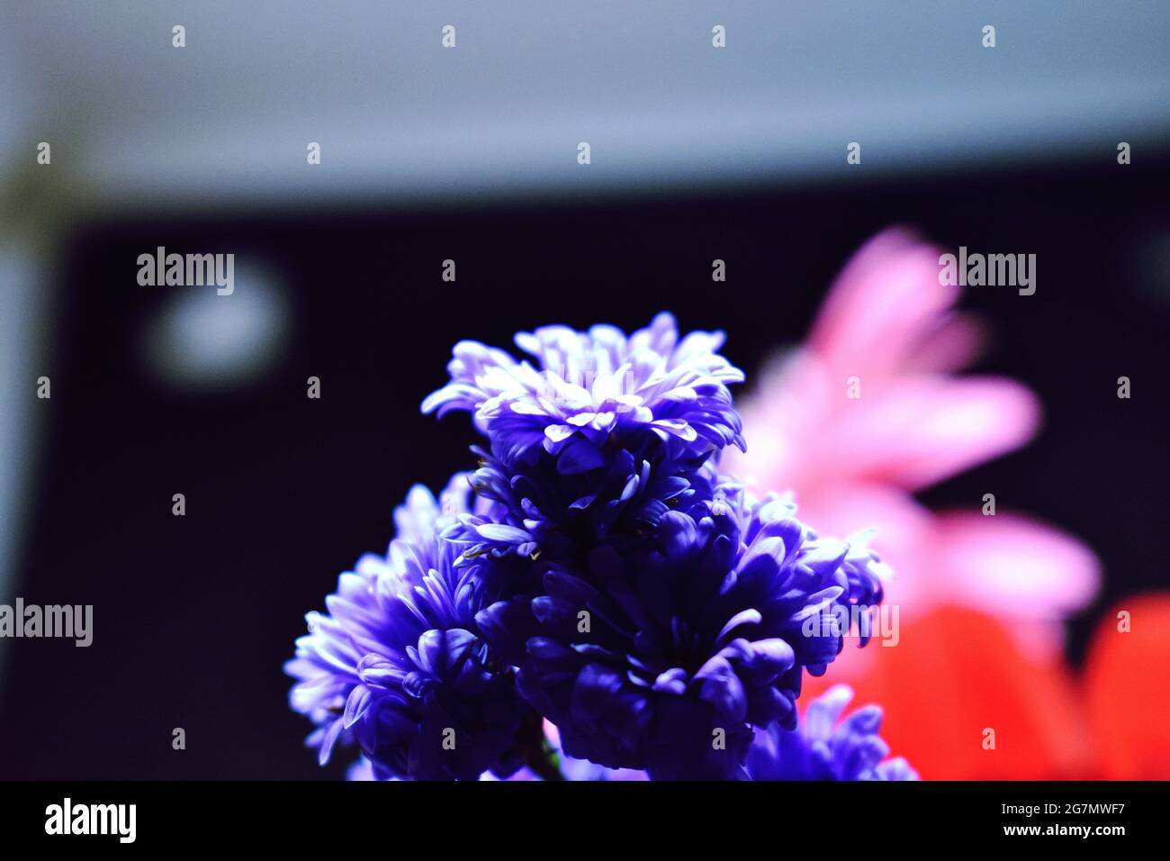 Beautiful closeup shot bouquet hi-res stock photography and images - Alamy