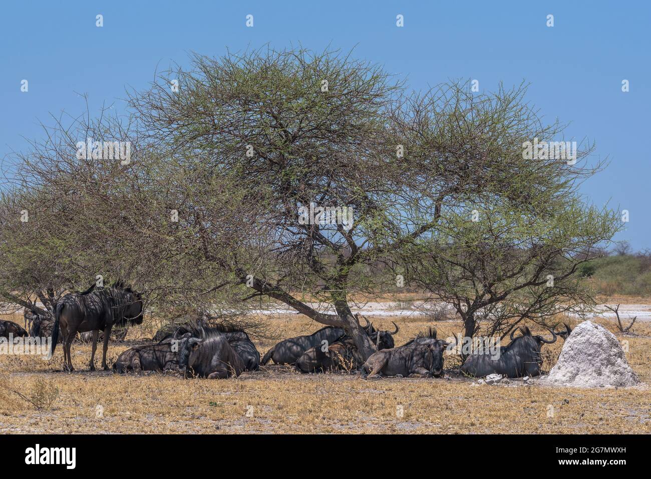 wildebeest in the shade of an acacia tree in Nxai Pan National Park, Botswana Stock Photo