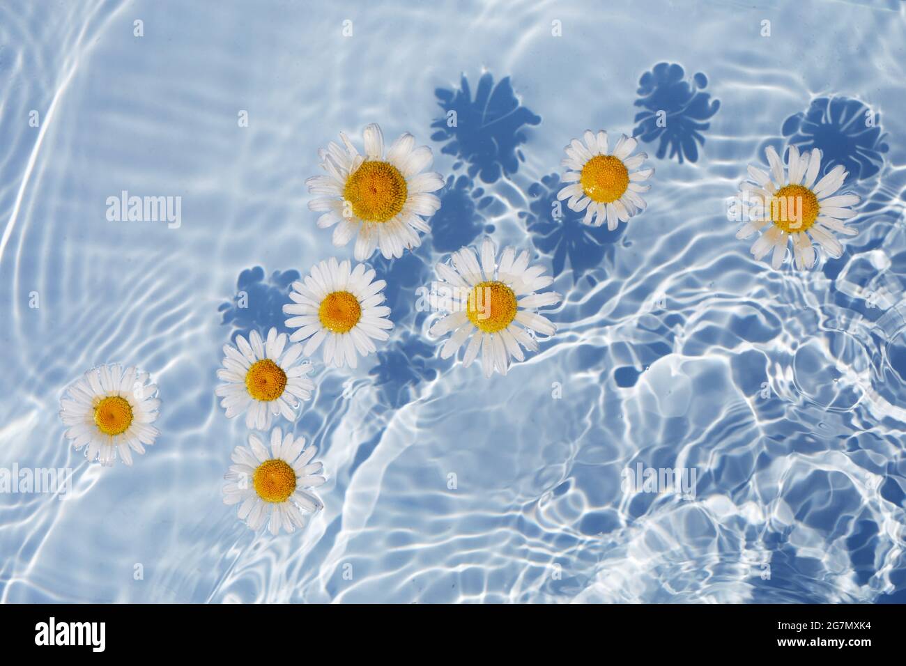 Daisy Flowers floating on Water. Sun and shadows. Minimal nature