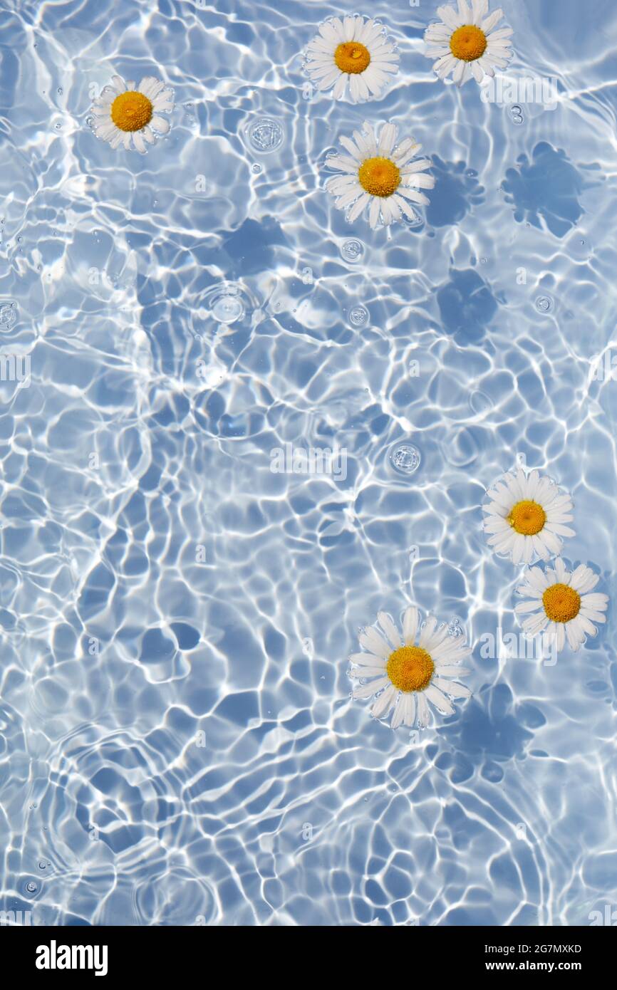 Daisy Flowers floating on Water. Sun and shadows. Minimal nature