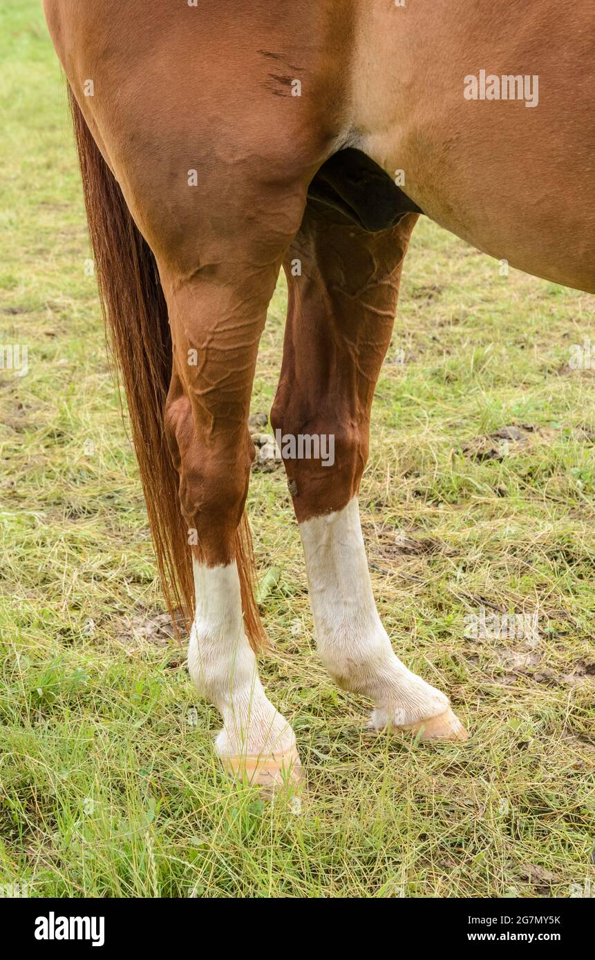 Horse Standing On Hind Legs High Resolution Stock Photography and