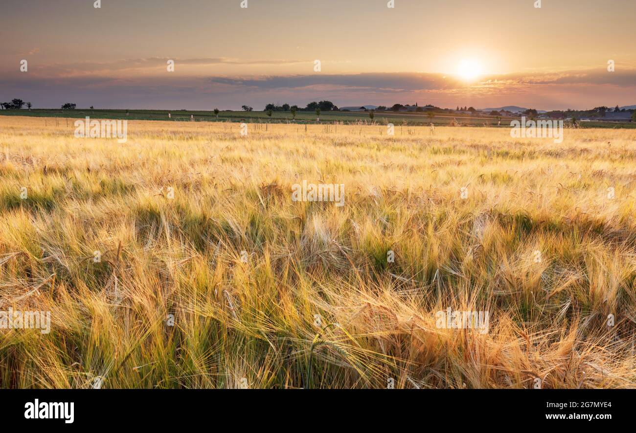 Wheat field at summer sunset, Agriculture Stock Photo - Alamy