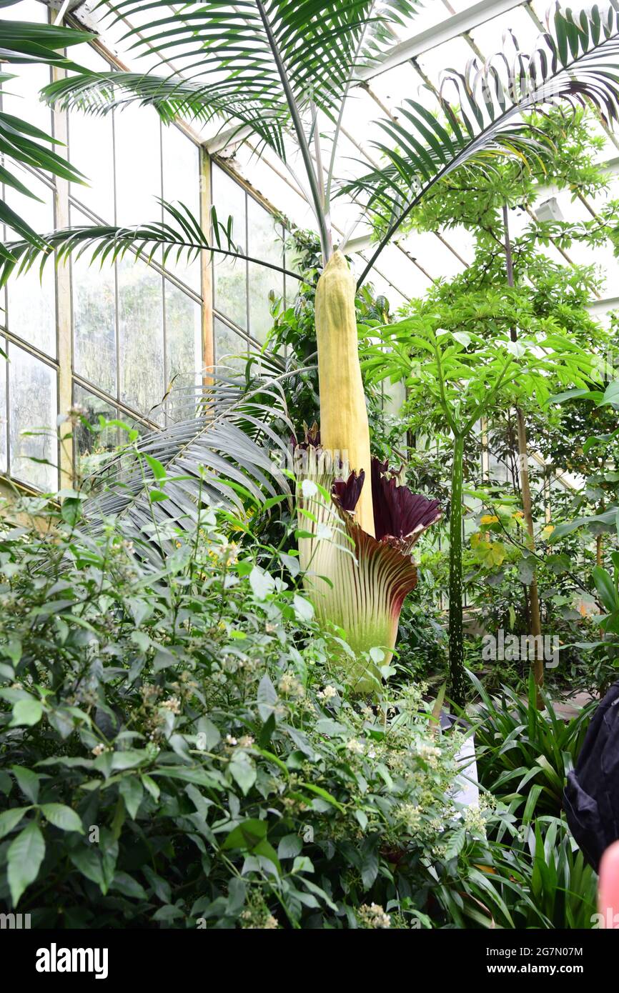 The Titan Arum plant at Kew Gardens, London, which only blooms once every two years. Endemic to