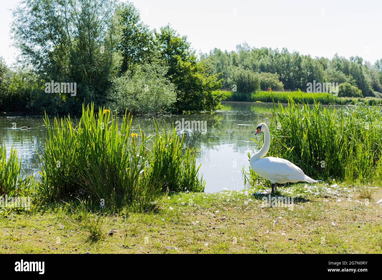 Mute swan beside a lake. Longham Lakes, Dorset, England Stock Photo