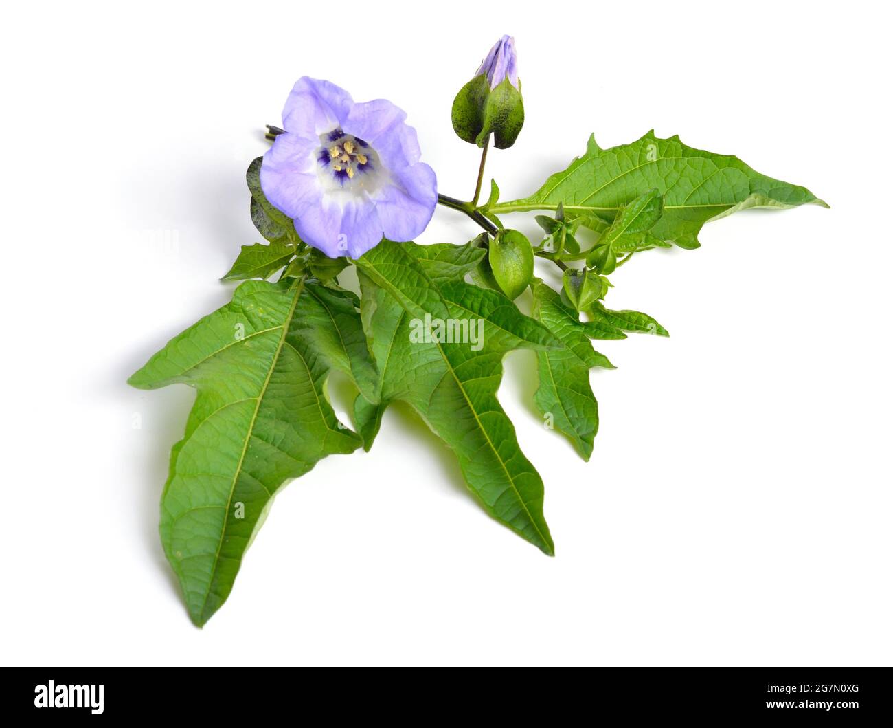 Nicandra physalodes. It is known by the common names apple-of-Peru and shoo-fly plant. Isolated. Stock Photo