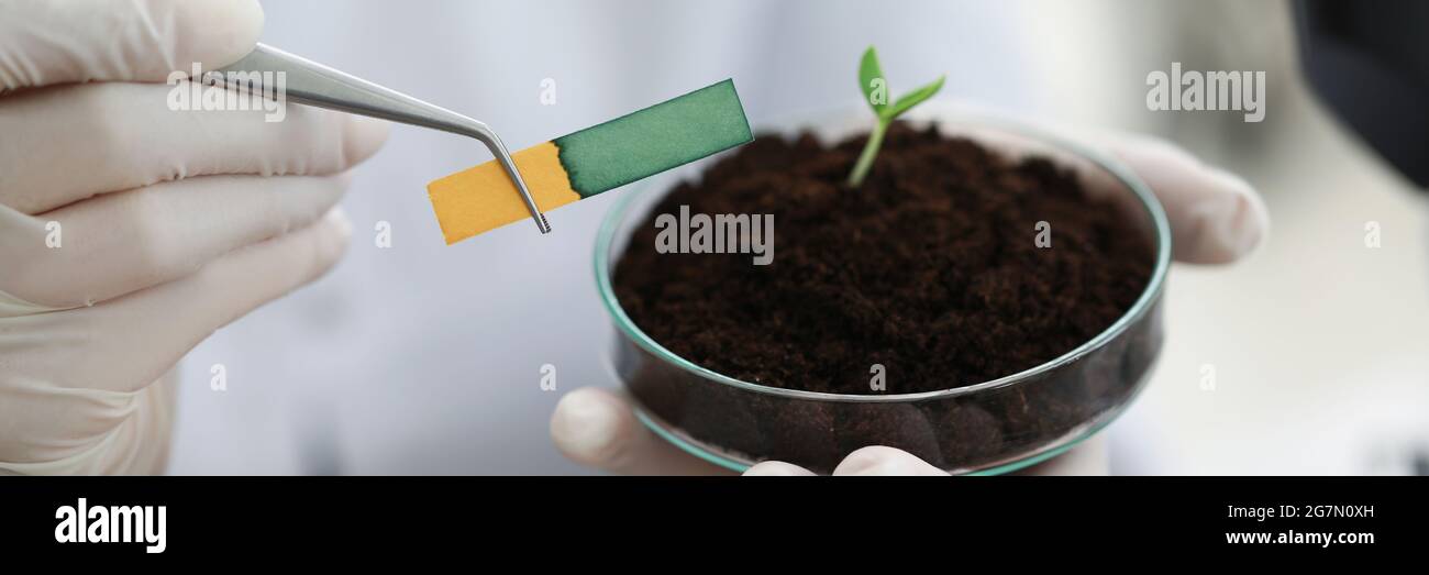 Researcher holds small-stemmed glass flask with soil with Ph test strip ...