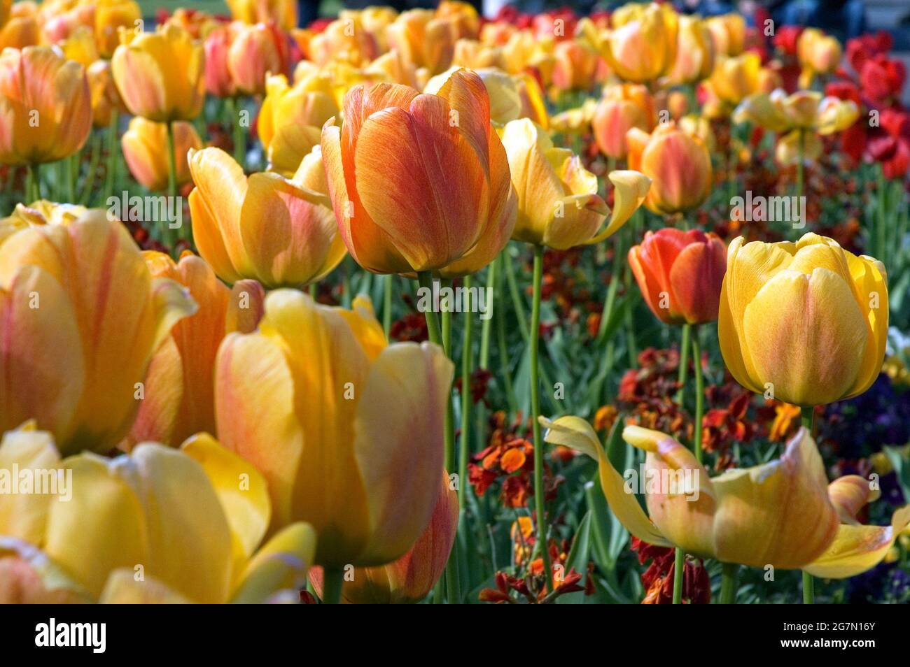 Tulipani a Bruxelles, Belgio Stock Photo