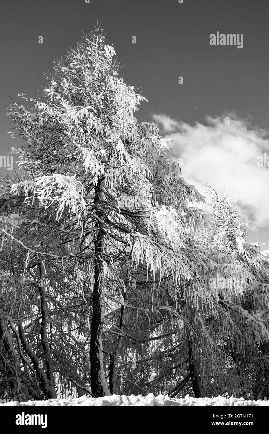 Pini con la Neve, Sestriere, Italia Stock Photo