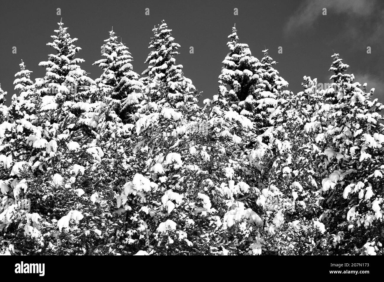 Nature wallpaper Black and White Stock Photos & Images - Alamy Nature wallpaper Black and White Stock Photos & Images - Alamy