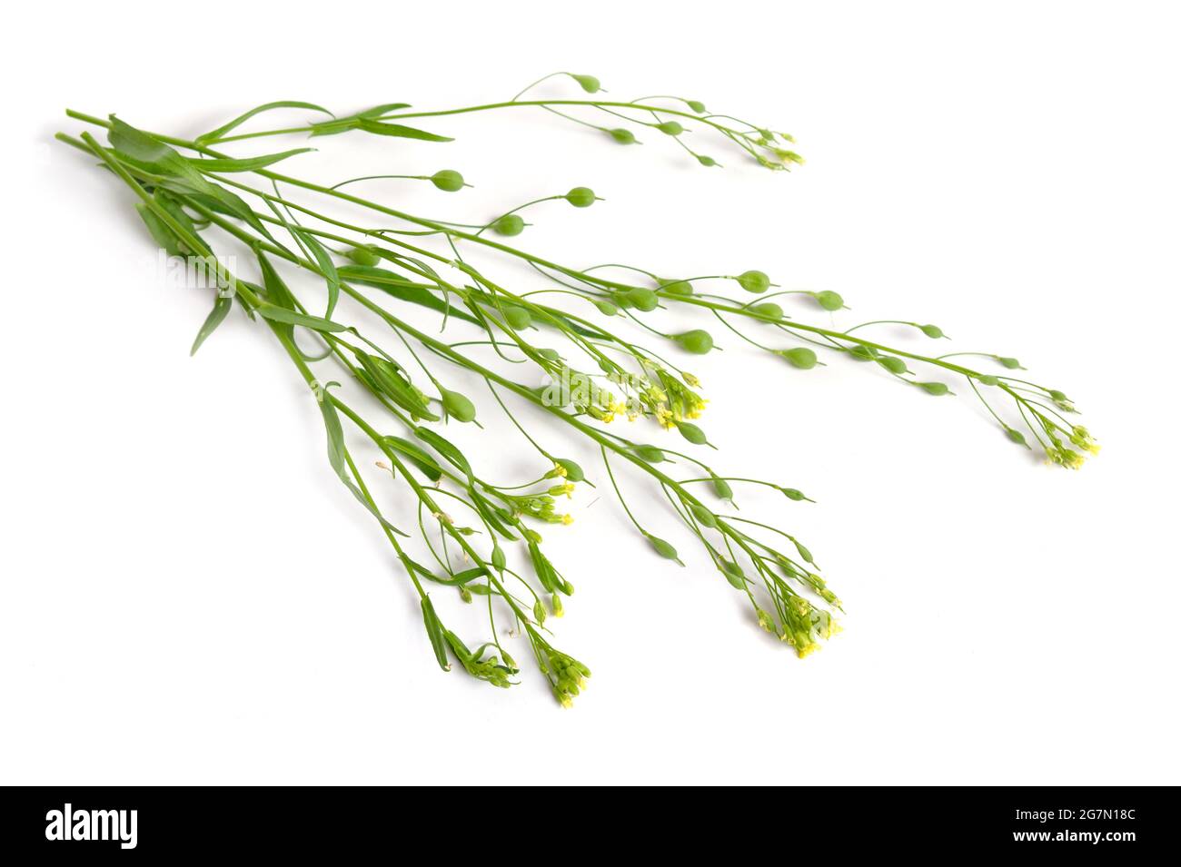 Camelina sativa, gold-of-pleasure, or false flax. Isolated on white background. Stock Photo