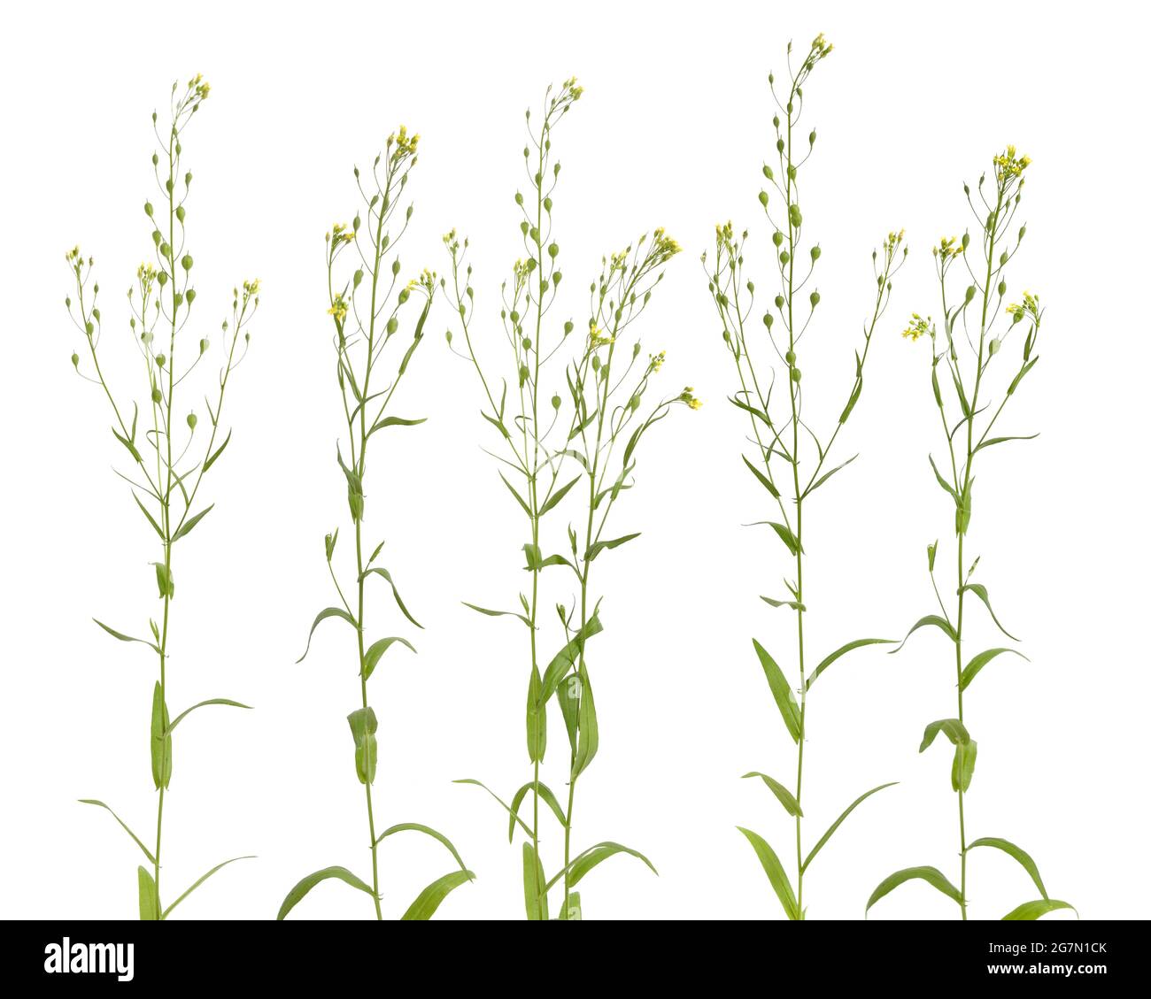 Camelina sativa gold of pleasure false flax hi-res stock photography and  images - Alamy