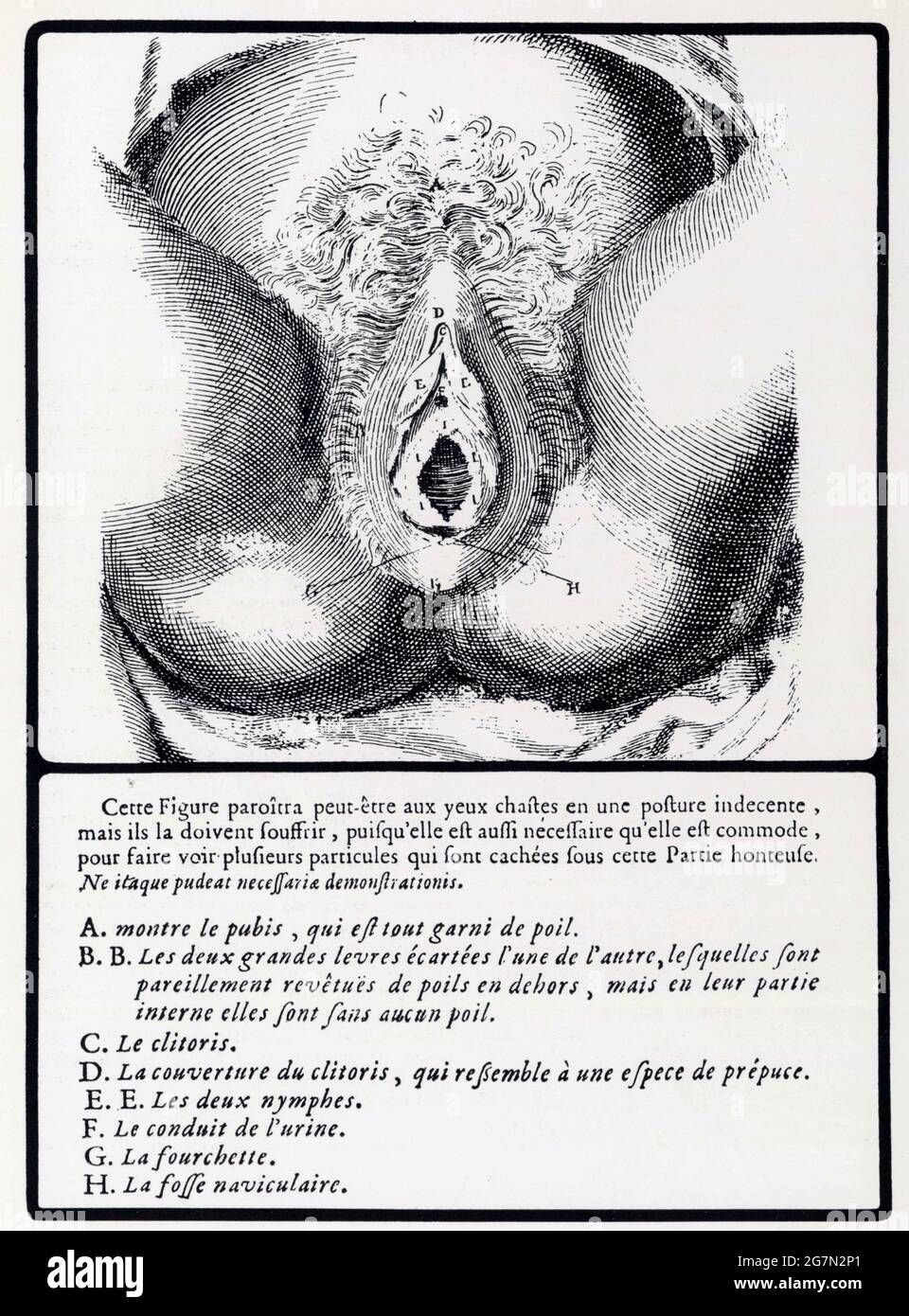La vulve du Traité des femmes grosses de Mauriceau.1649 Stock Photo - Alamy