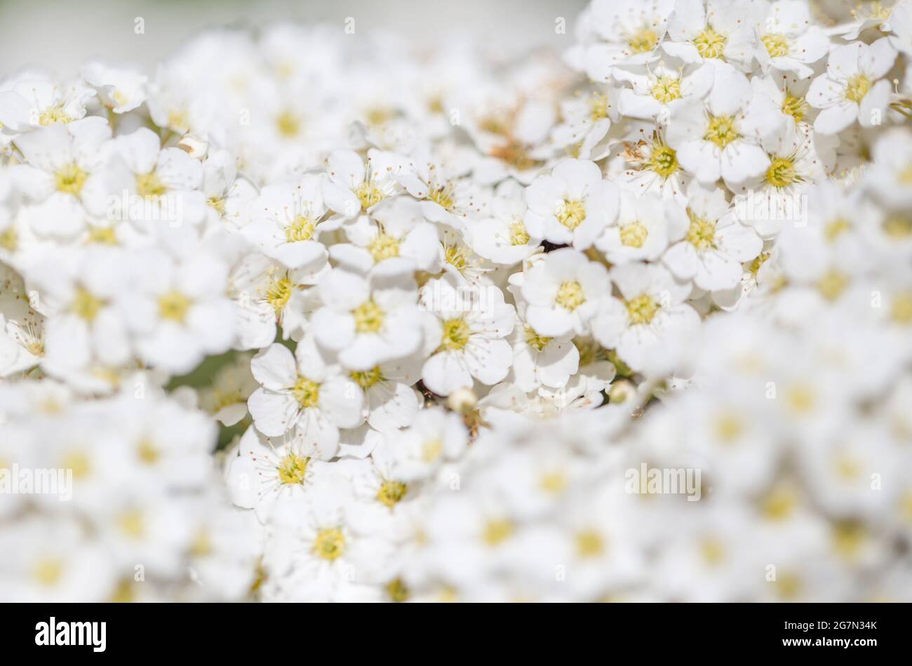 White small flowers panoramic border, banner, wedding romantic background. Flat lay. Stock Photo