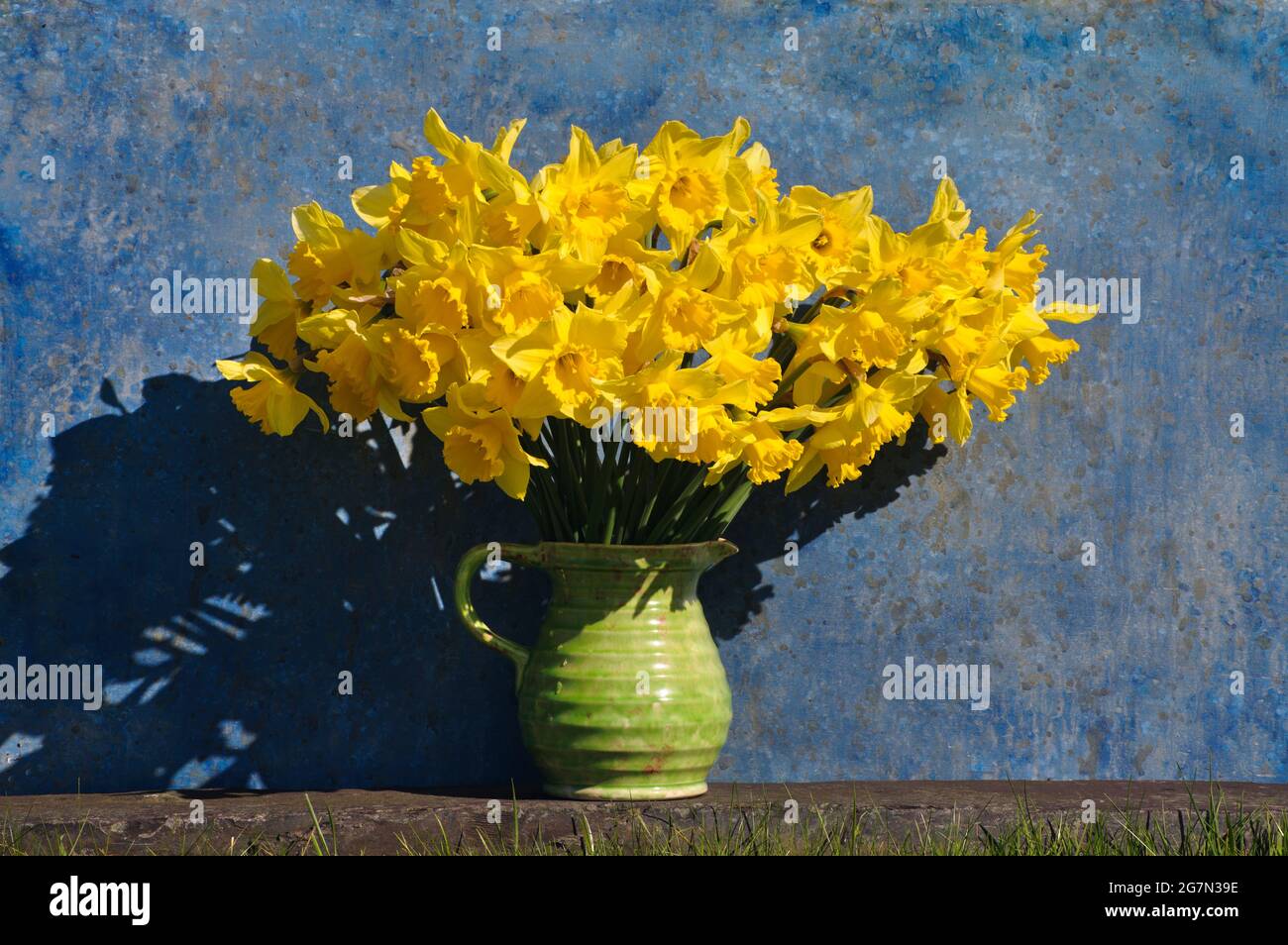 A large bunch of homegrown daffodils in a green jug on a slate slab against a painted mottled blue background. Daffodils are the flowers associated wi Stock Photo