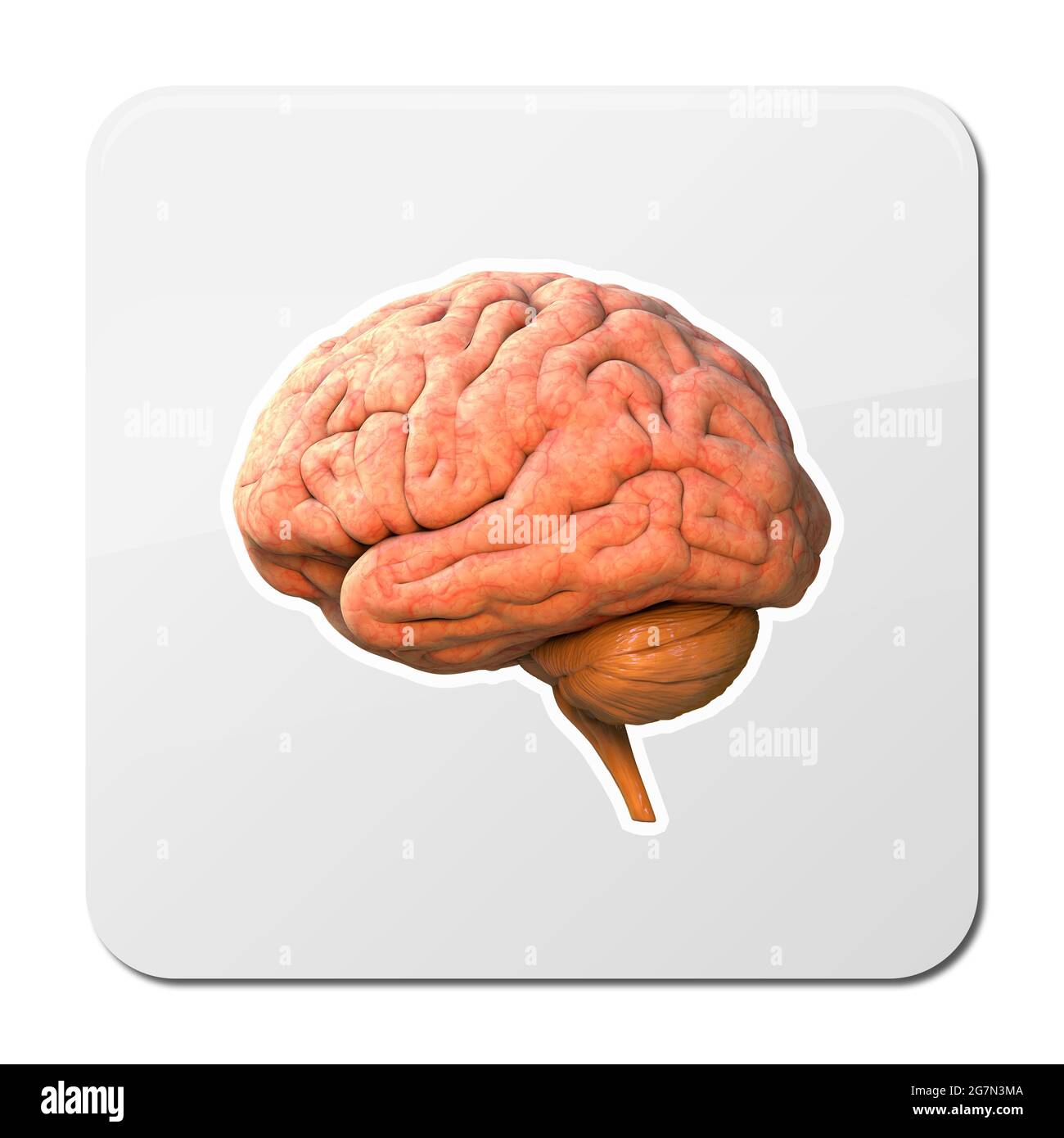 3D brain rendering in side view isolated on white background with ...