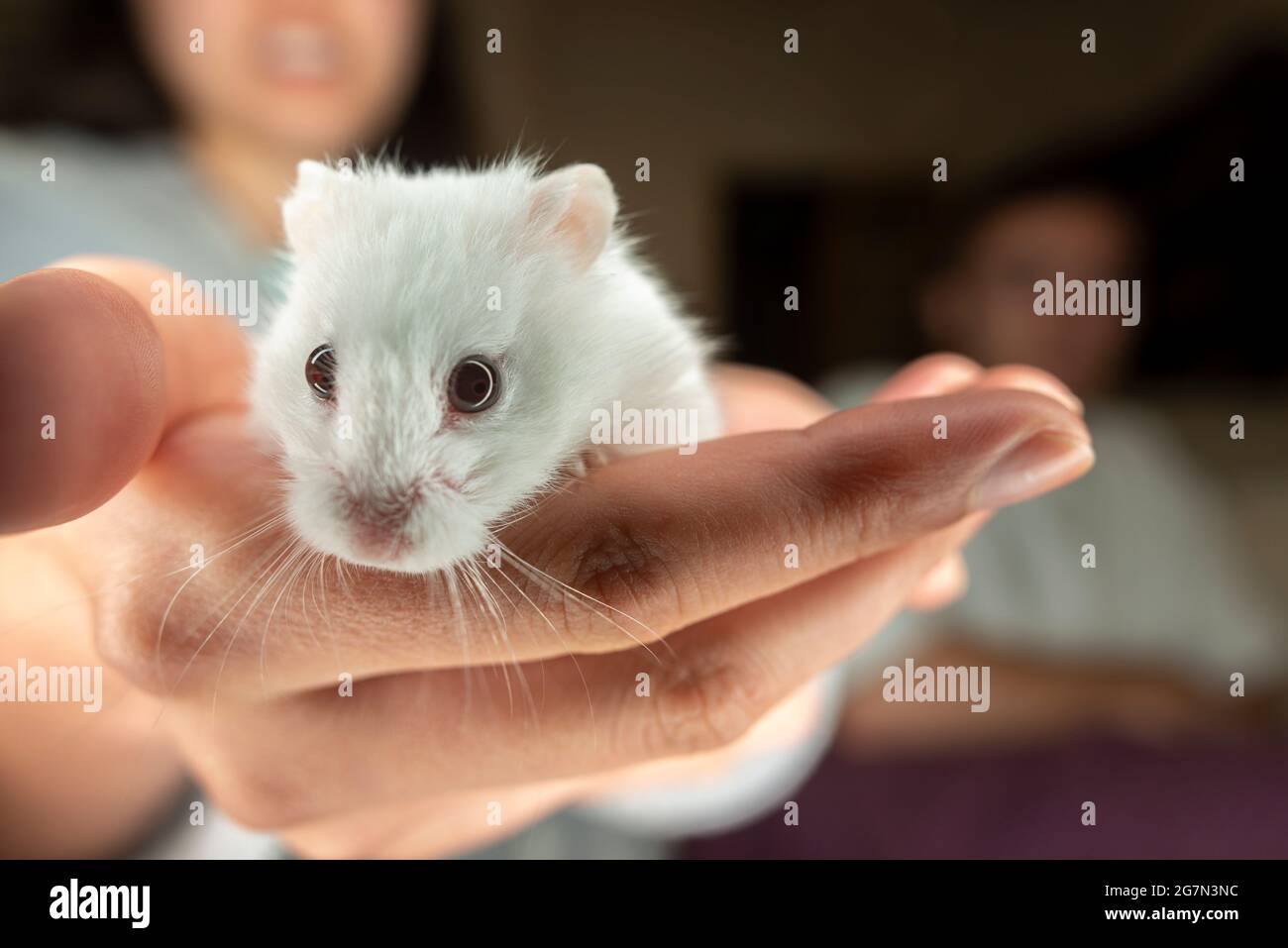 Girl holds her white pet hamster-close-up, selective focus Stock Photo