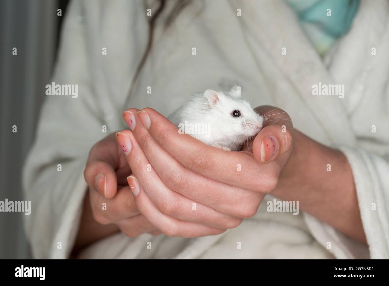 Girl holds her pet hamster Stock Photo