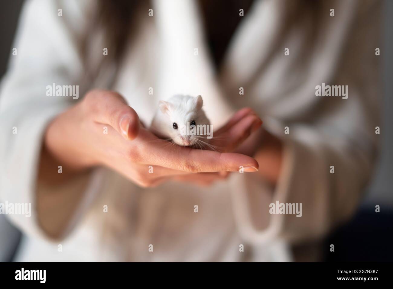 Girl holds her white pet hamser- selective focus Stock Photo
