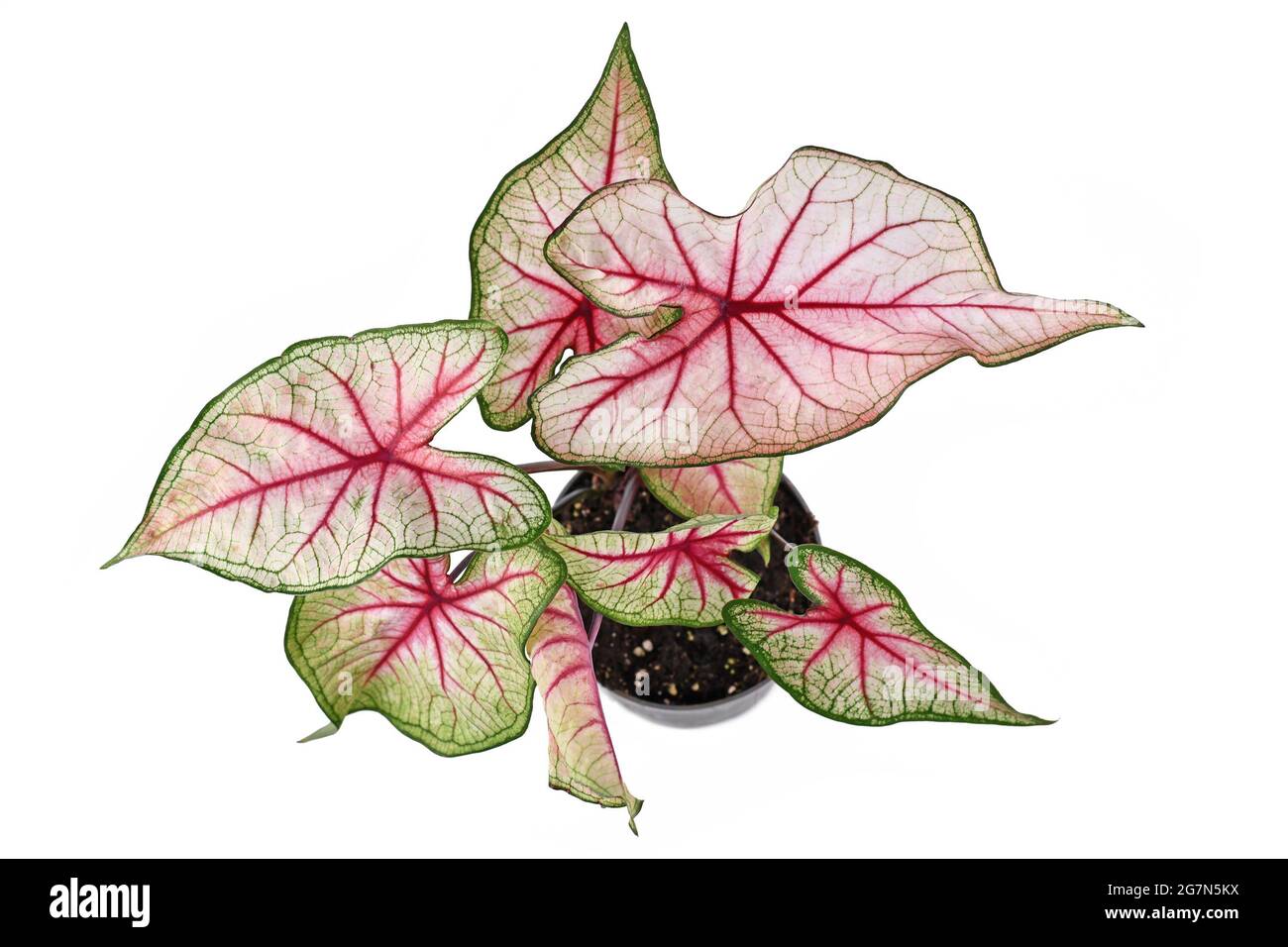 Top view of exotic 'Caladium White Queen' plant with white leaves and pink veins in pot isolated on white background Stock Photo