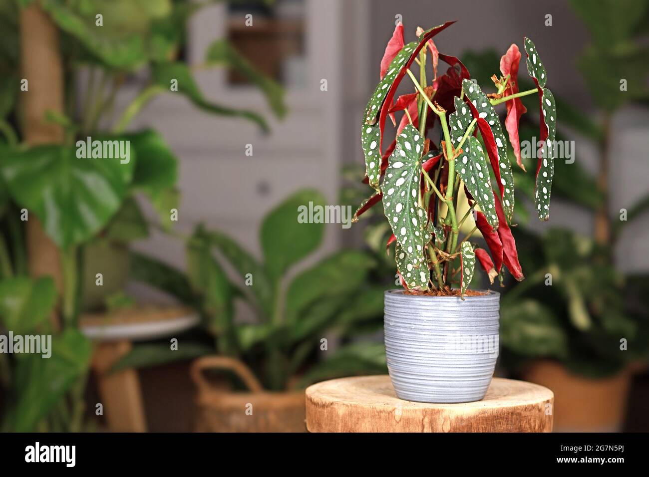 Exotic 'Begonia Maculata' houseplant with white dots in gray ceramic flower pot on wooden plant stand with more plants in blurry background Stock Photo